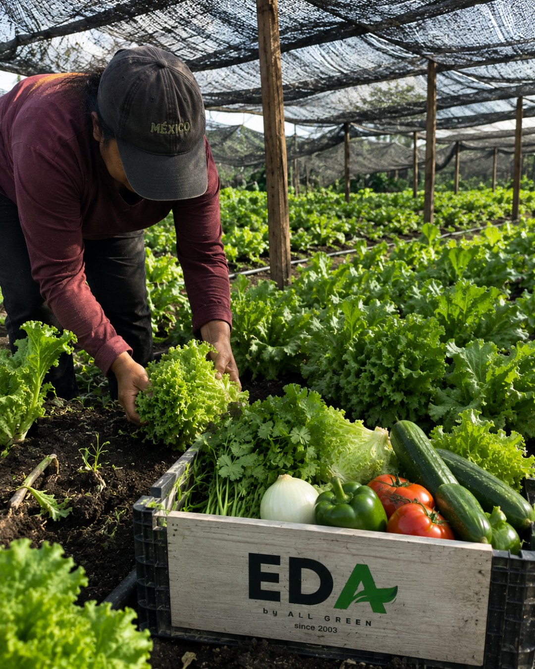 Cosecha en el campo de EDA